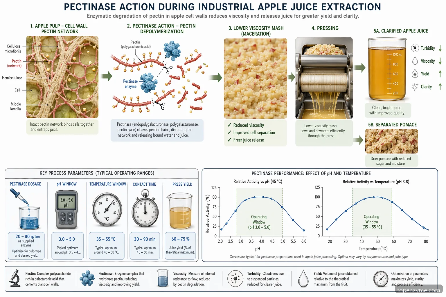 effekt af pectinase på æblejuiceekstraktion, procesdiagram med pektinnedbrydning, presning, klaring og QC-kontrol