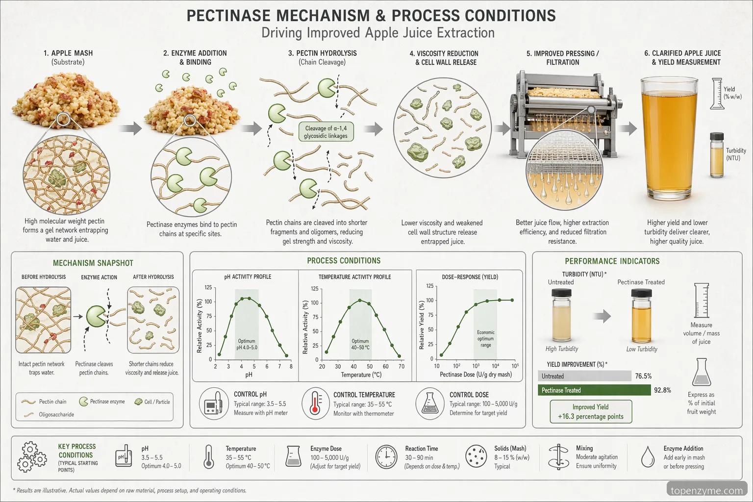 Résultats d’expérience pectinase sur jus de pomme pour l’extraction industrielle, avec dosage enzymatique, dégradation de la pulpe, filtration et courbes de rendement