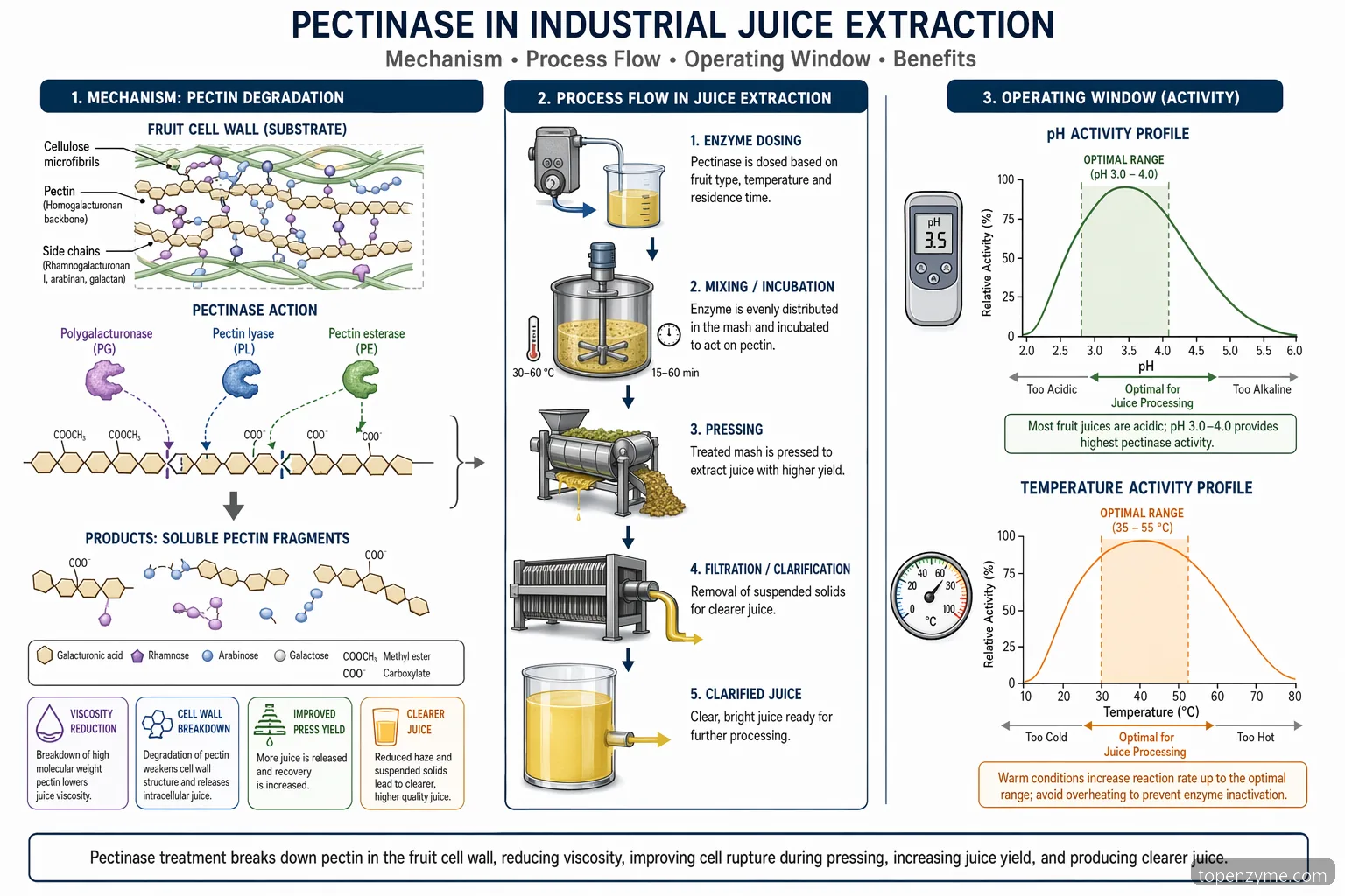 مخطط pectinase المركز لاستخلاص العصير الصناعي يوضح تكسير البكتين ونطاق pH-الحرارة وتدفق العملية